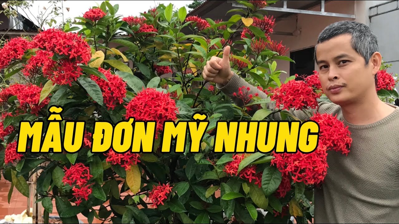 Mẫu đơn mỹ đỏ nhung hoa to như b&agrave;n tay nở rất đẹp