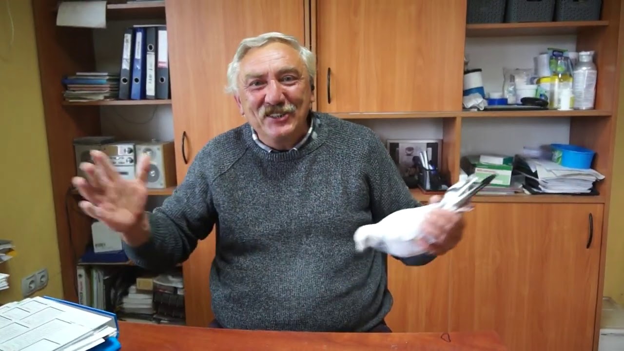 M. Bogonos - gołębie rozpłodowe, itp. - część 2 - 07.10.2020r., tel.: 662 144 248