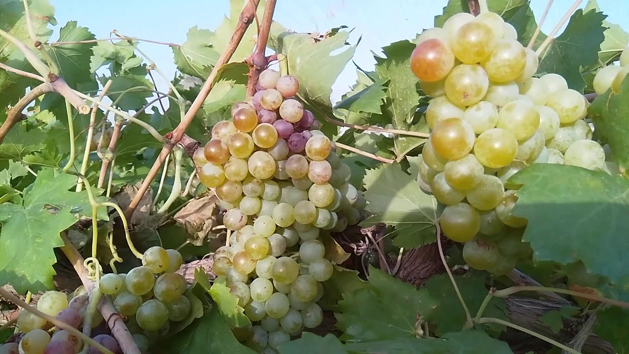 Grapes king Ruby ripping