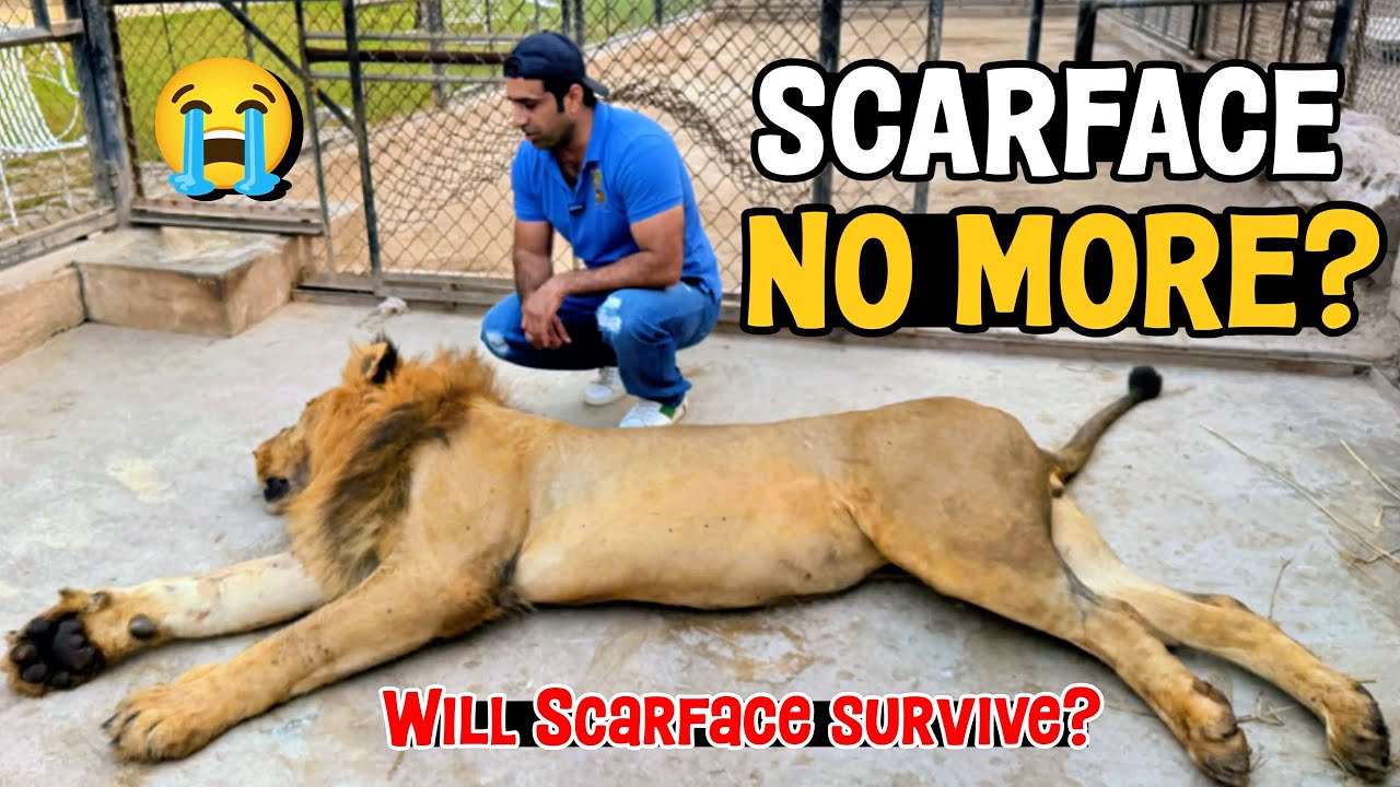 Scarface Ab Nahi Raha? | Lion Death Or Live Emotional Vlog 😭💔