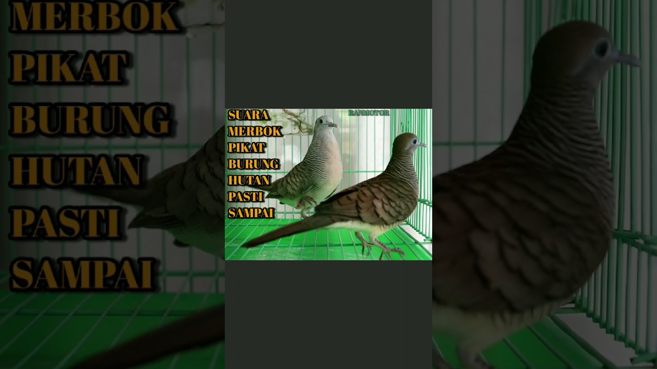 SUARA BURUNG MERBOK MP3 FULLVIDEO 👉🏻