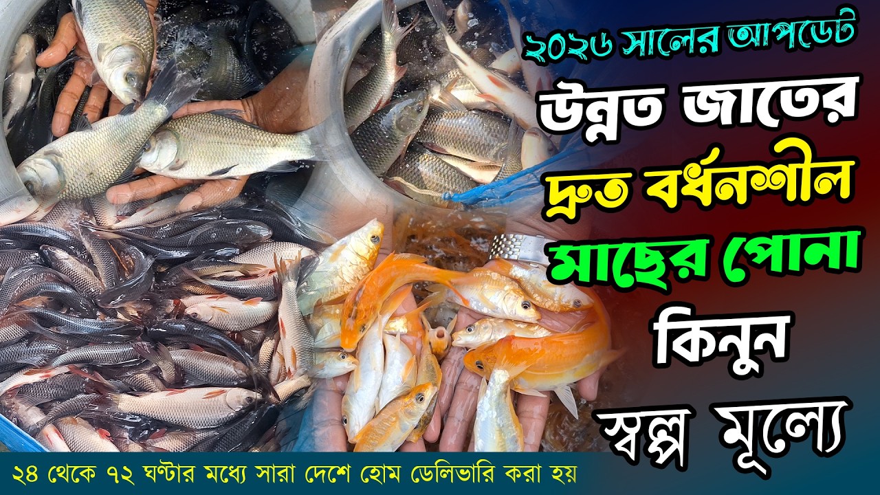উন্নত জাতের দ্রুত বর্ধনশীল মাছের পোনা কিনুন স্বল্প মূল্যে || আস্থা মৎস্য হ্যাচারি ২০২৬