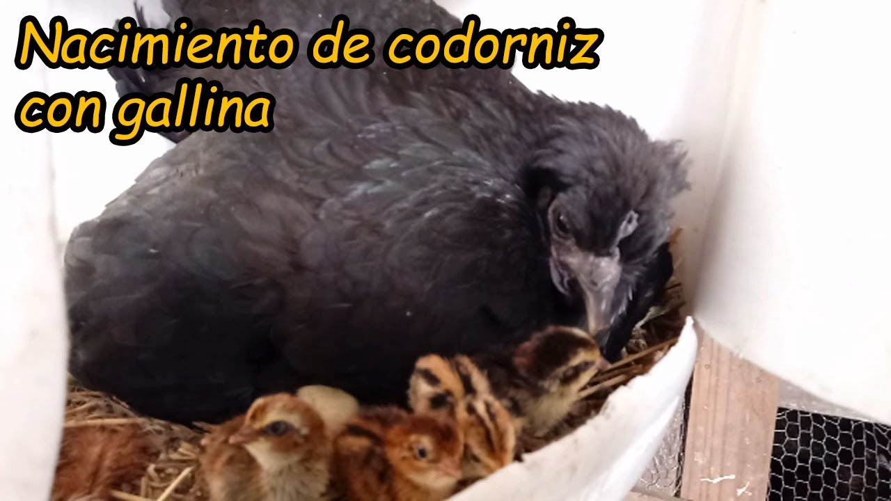 Nacimiento de codornices con gallinas enana - Quail hatchling with dwarf chickens (parte 2)