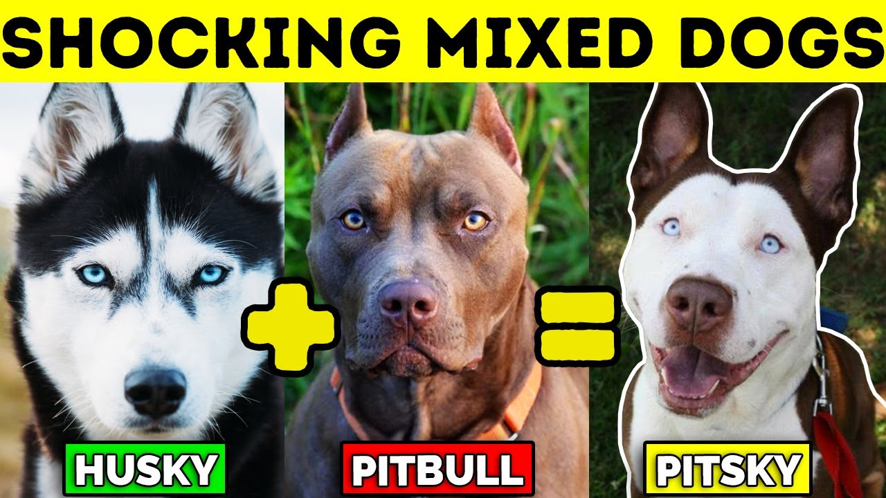 TOP 10 MIXED DOG BREEDS
