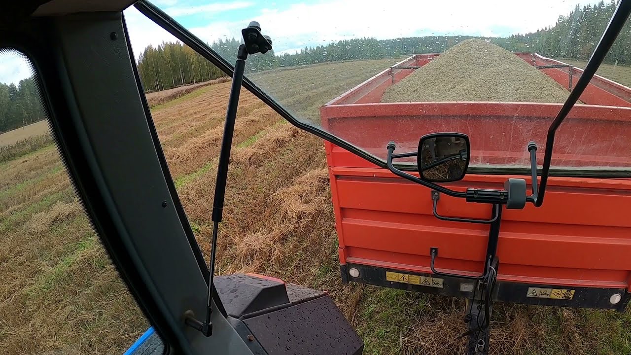 Välillä muutakin kuin metsätouhua / Viljaa ajamassa Valtran 6400