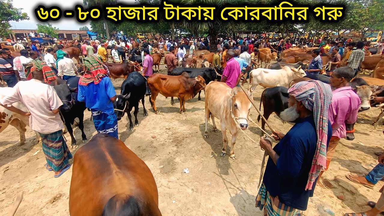 ২৬/৫/২৫/ আপনার কোরবানির বাজেট ৬০ - ৮০ হাজার টাকা হলে আজকের ভিডিও টি দেখুন,কম দামের ২০২৫ কোরবানি গরু
