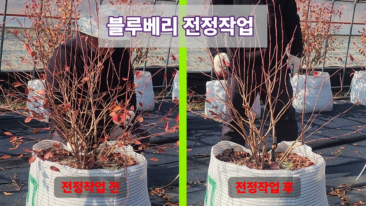 블루베리 가지치기 “이 순서”로 하세요｜전정 전/후 확 달라집니다