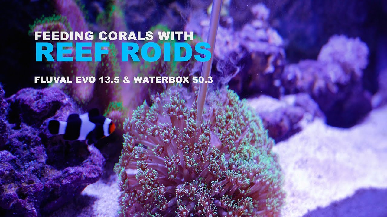 Feeding My Corals with Polyp Lab Nano Reef-Roids