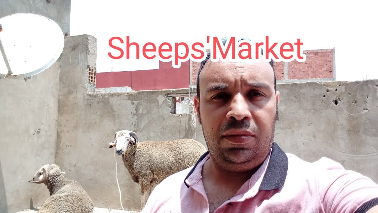 Sheeps'Market : people are getting prepared for Eid Al Adha. Kenitra Morocco