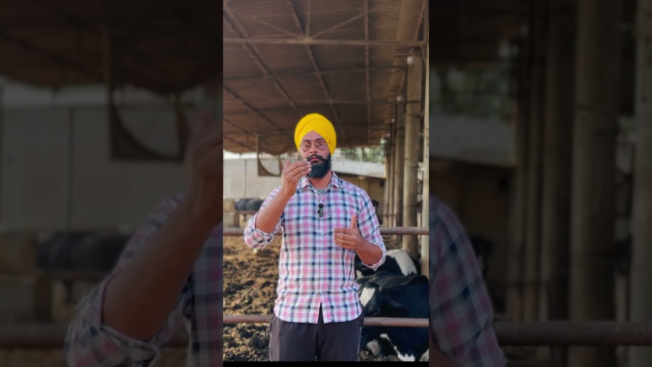पशु की A.I करने का सही समय एसे पता करें । पशु को गाबिन कैसे करें? Repeater cow problem #shorts