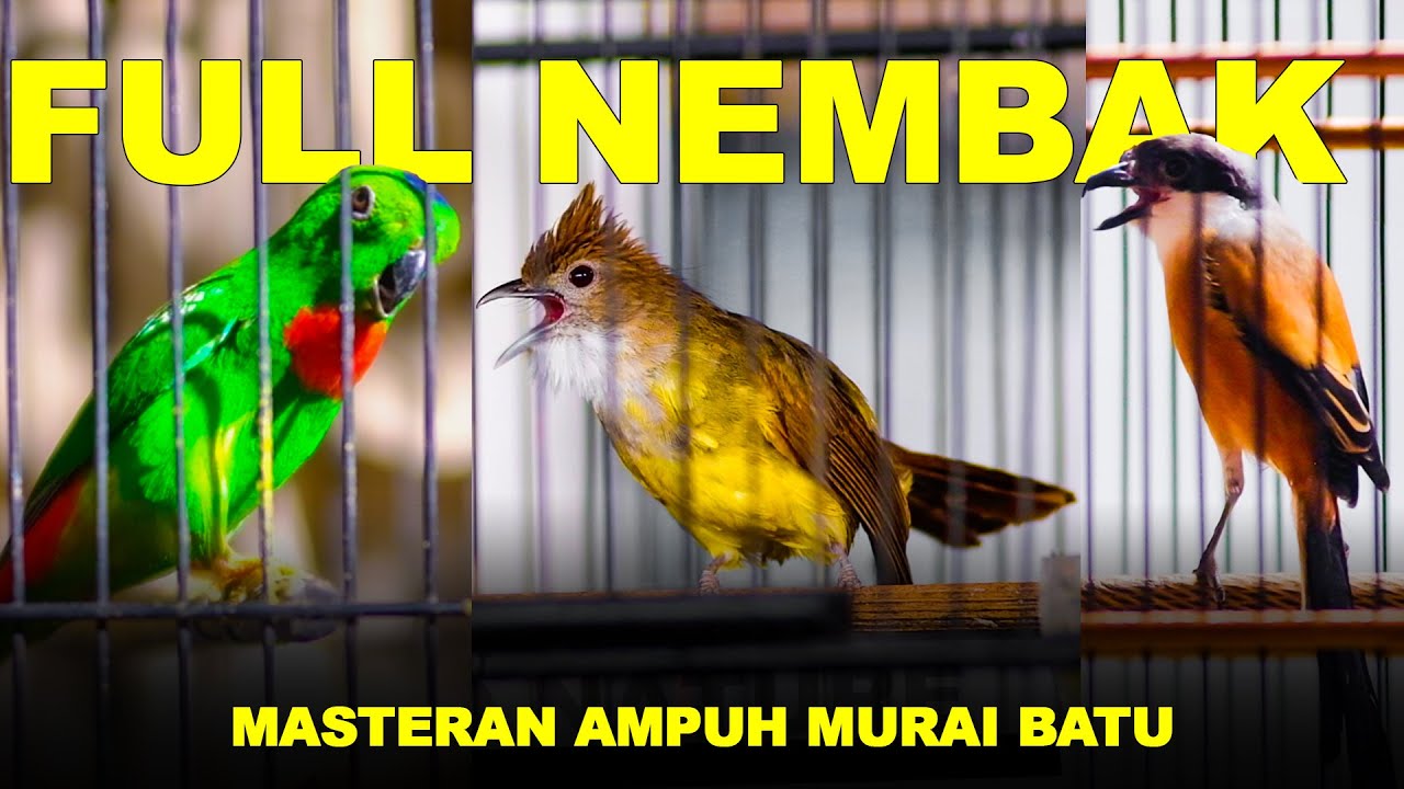 Burung Serindit Nembak Tajam vs Burung Cucak Jenggot vs Burung Cendet #masteran #gerejatarung
