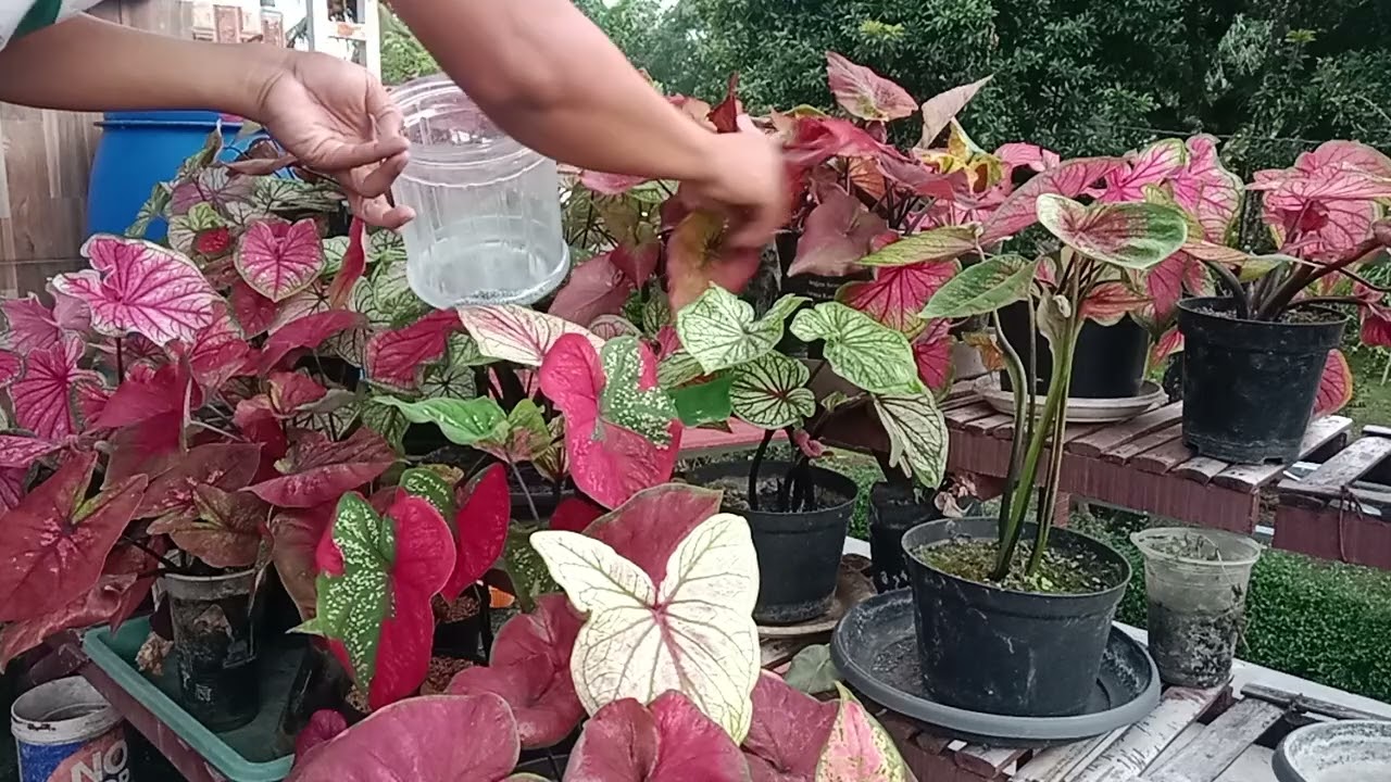 Cara merawat tanaman keladi