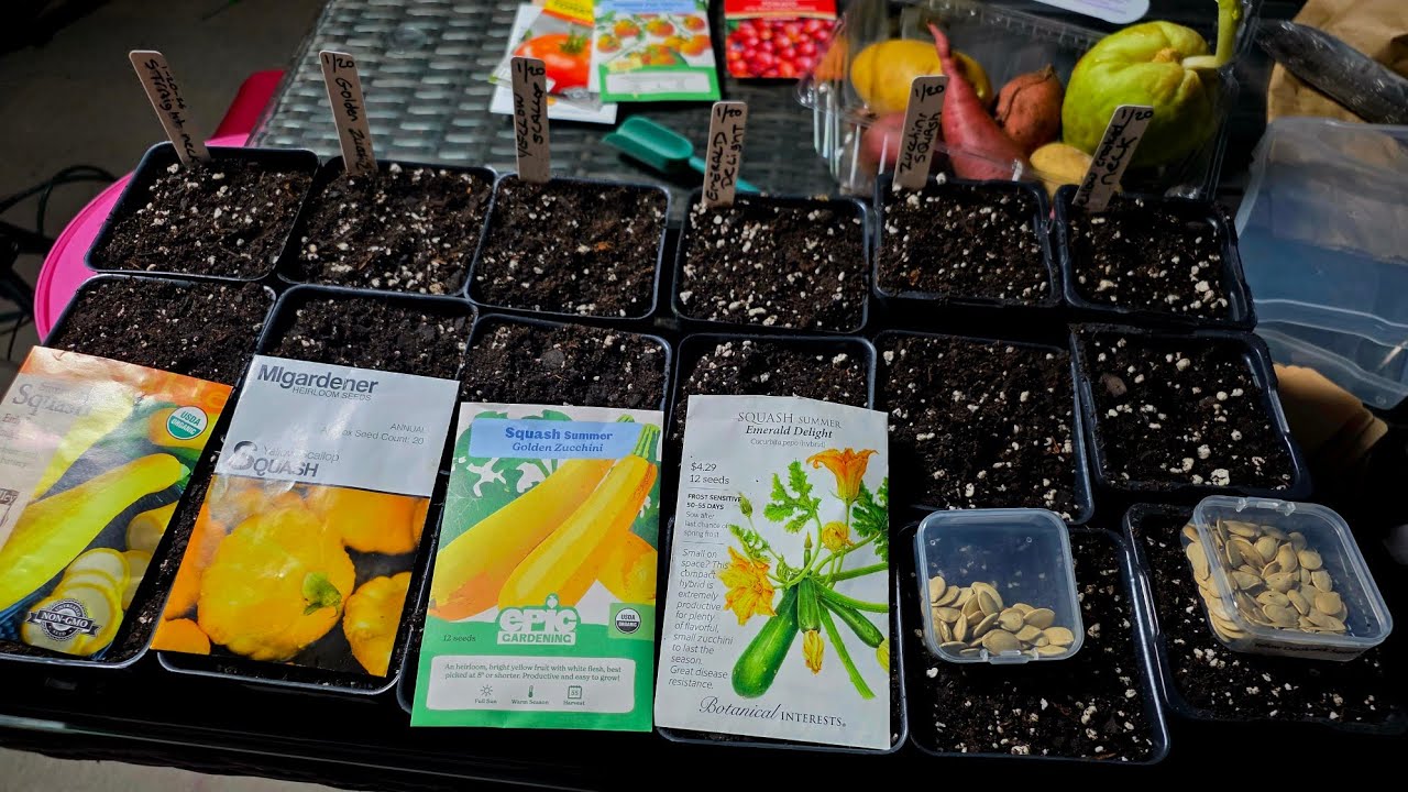 January Seed Starting 🌱 | Zucchini & Squash in an UNHEATED  Greenhouse 😱