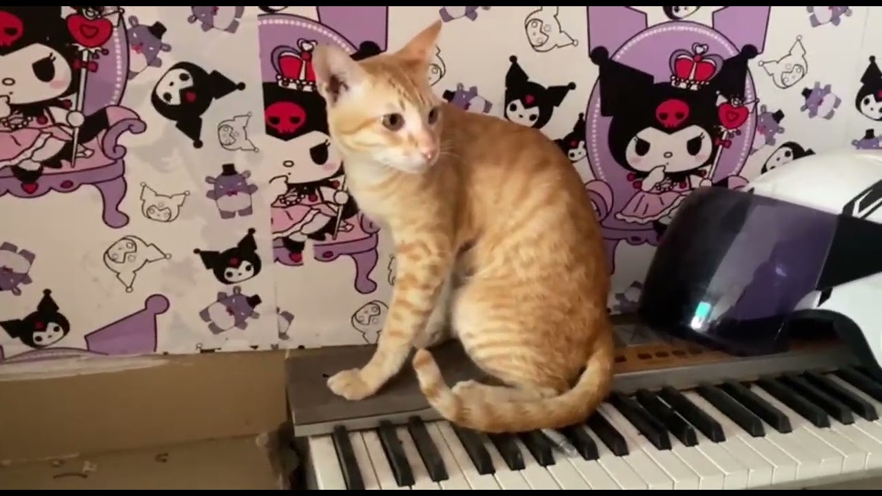 This cat loves to play very much  My lovely cat
