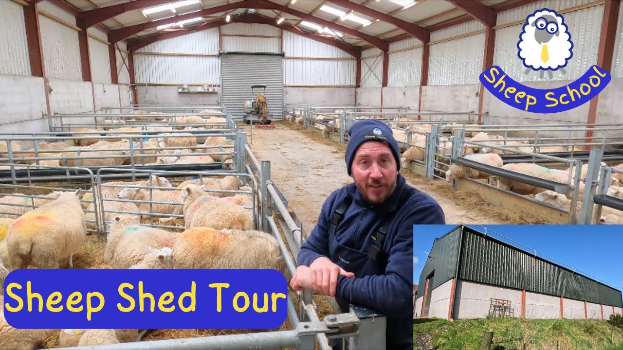 Sheep Shed Layout And Design. Lambing Time Approaches...