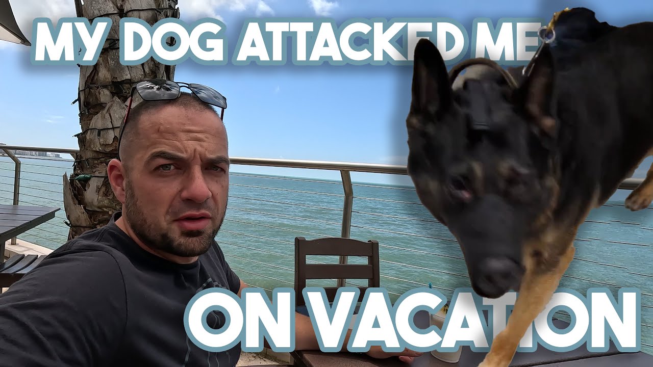 Florida Dog Training Seminar - How it went 🤕