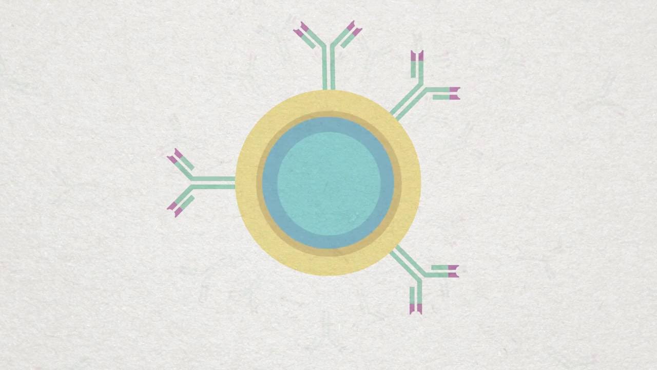 B-cell, Plasma and Memory cell Animation