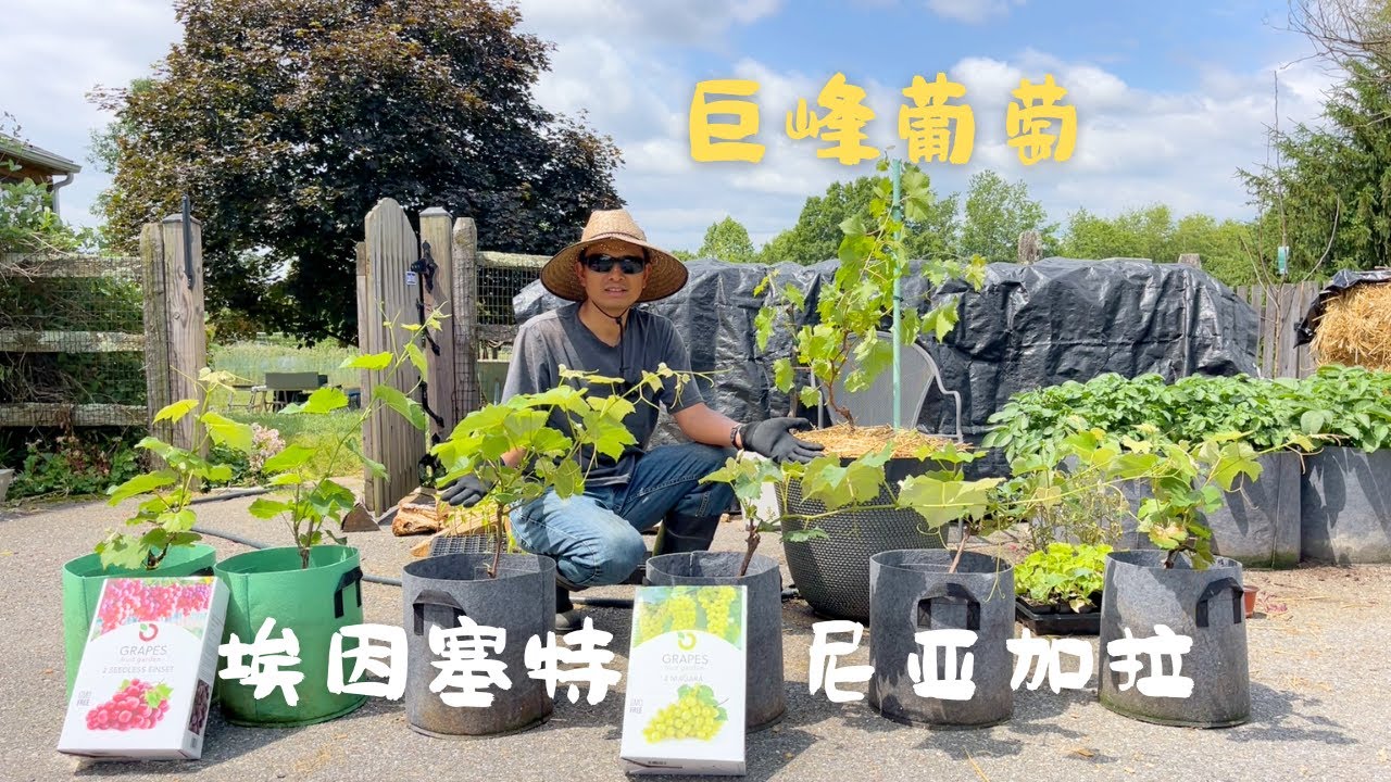 我不跟巨峰葡萄较劲了，种几棵更耐寒的本地葡萄，有些事情如果不及时做，转眼间很多年就过去了 #葡萄种植