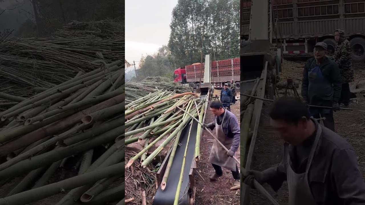 Real Factory Footage: How Big Timber is Cut Down to Size
