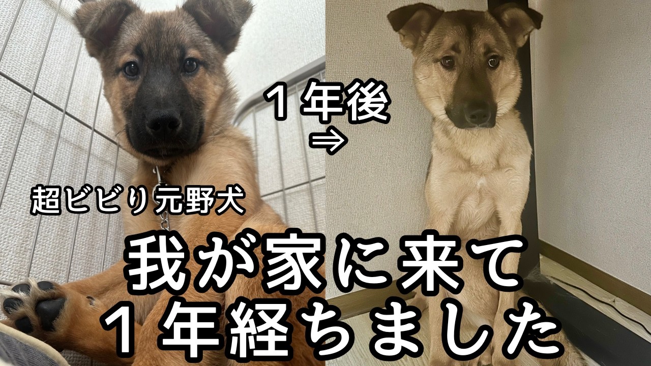 元野犬ゴン、我が家に来て１年の成長日記【保健所出身】