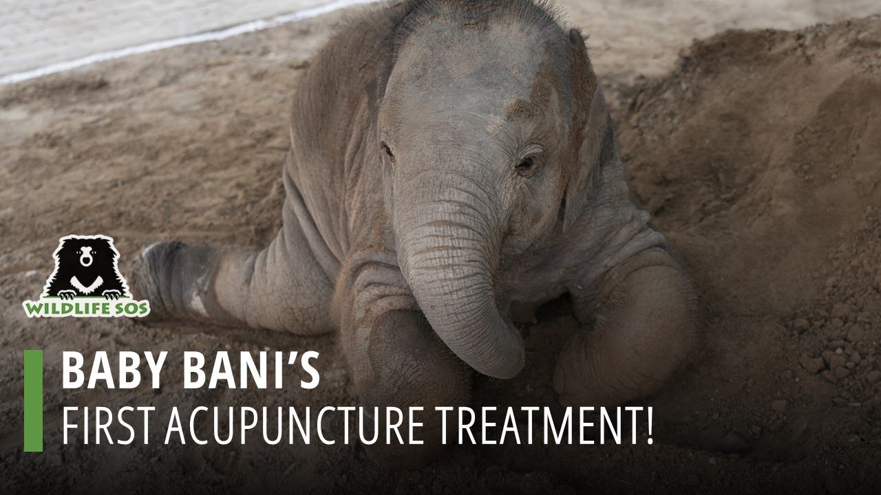 Baby Bani's First Acupuncture Treatment!