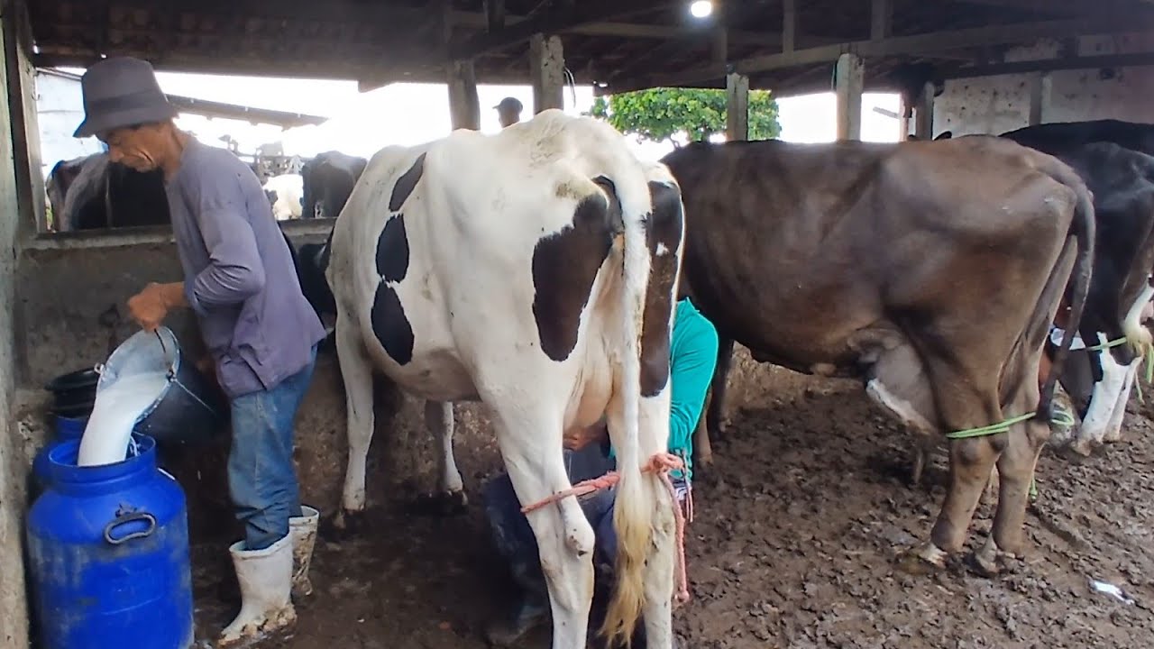 TIRANDO LEITE DE MAS 80 VACAS NA FAZENDA E TODAS DISPONÍVEIS MEDIA 25 LITROS DE LEITE 02 08  2025