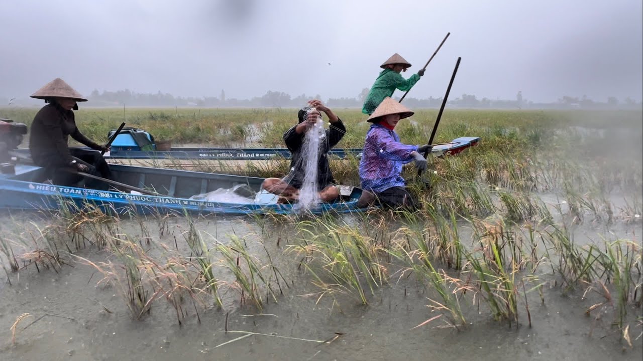 1692 / Bao lưới đuổi cá mè vinh ngày mưa bão dính thấy mê 