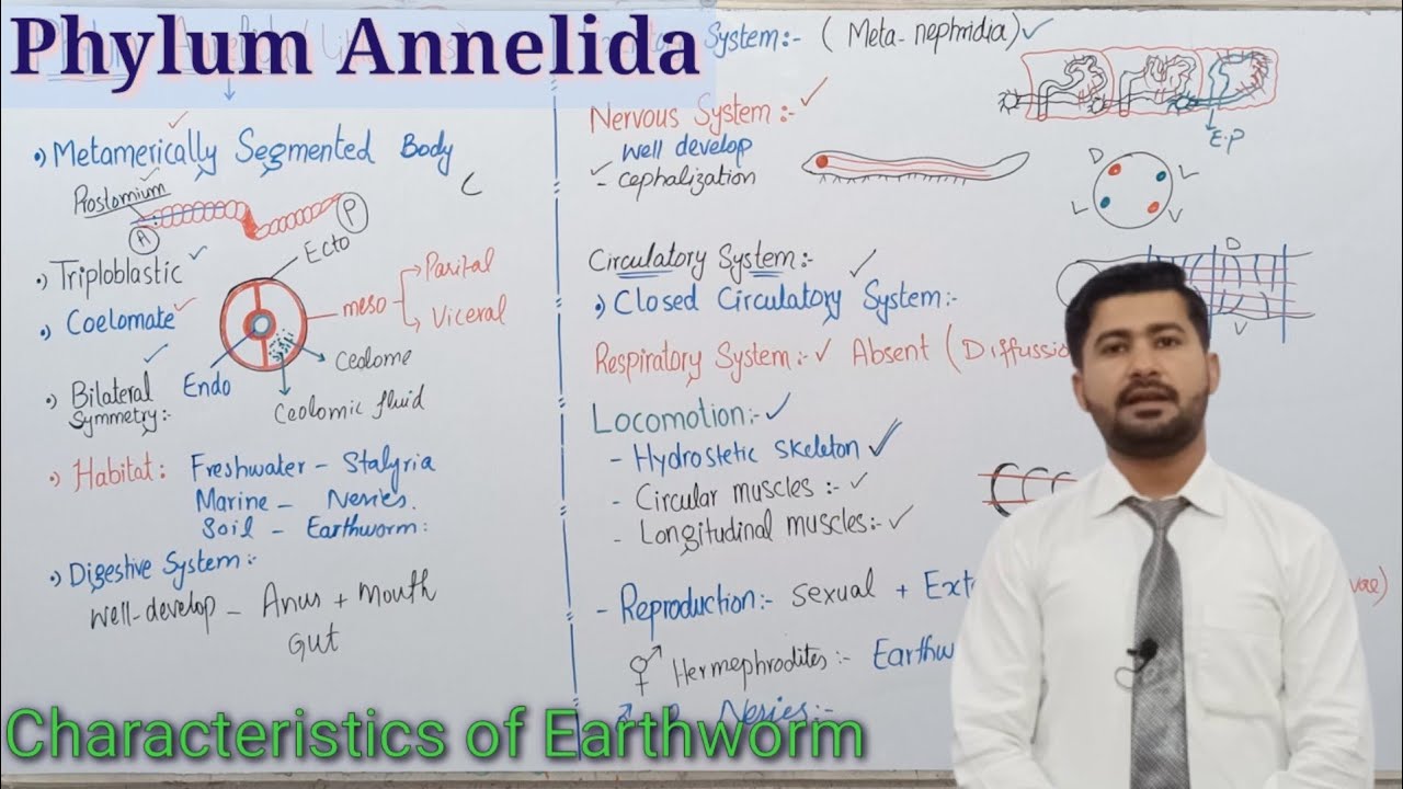 10.7 Phylum Annelida - Kingdom Animalia Fsc biology class 12