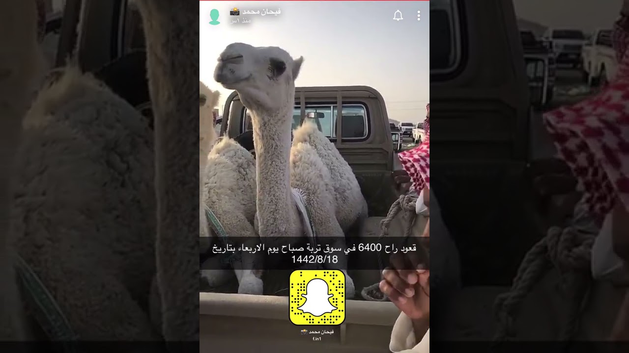 اسعار الابل والقعدان في سوق تربه يوم الاربعاء بتاريخ ١٤٤٢/٨/١٨ سناب فيحان محمد عروض بيع وشراء