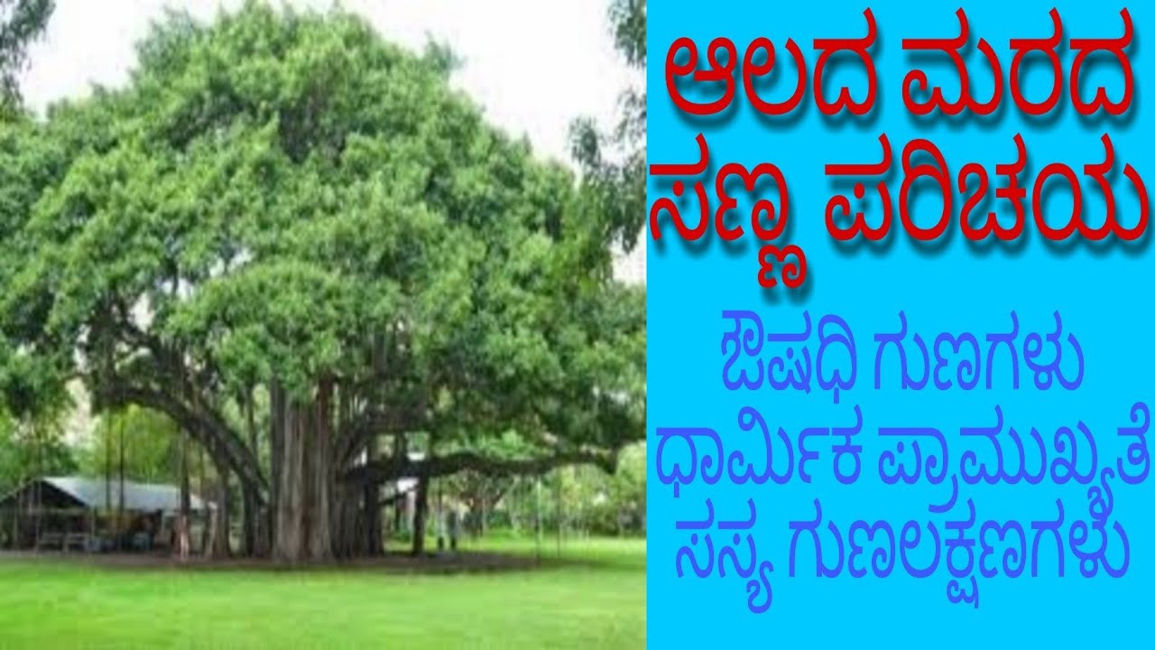 ಆಲದ ಮರದ ಸಣ್ಣ ಪರಿಚಯ