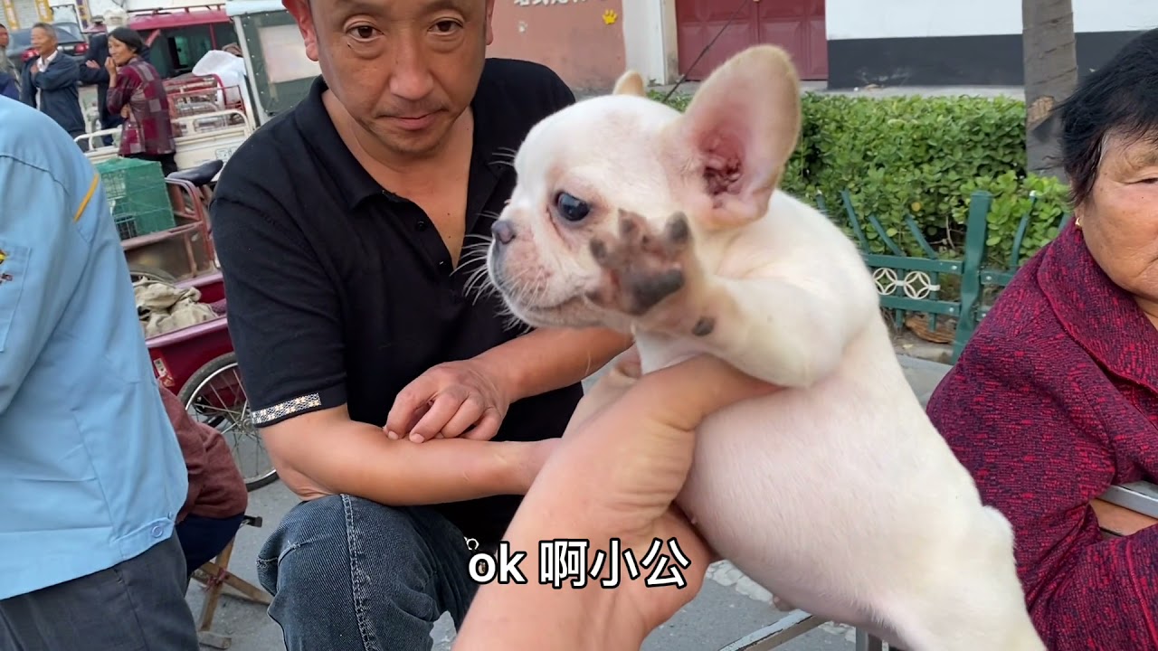 法国斗牛犬真有那么贵嘛？