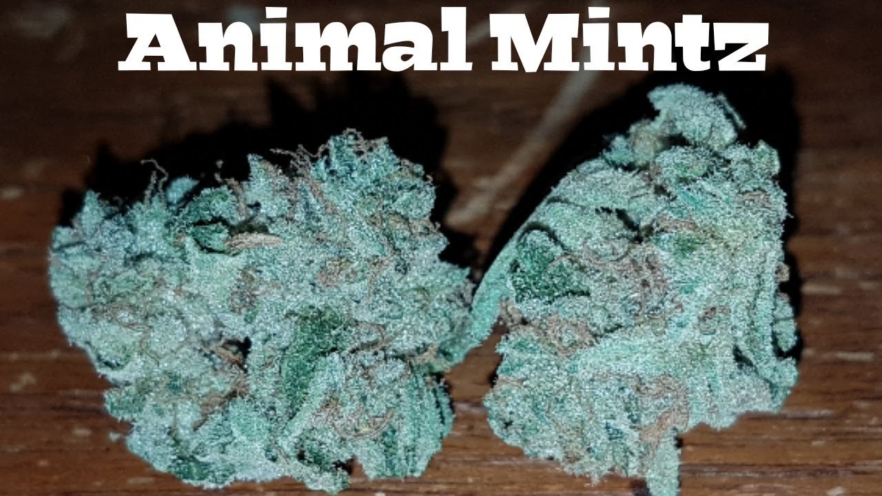 Strain Review - Animal Mintz