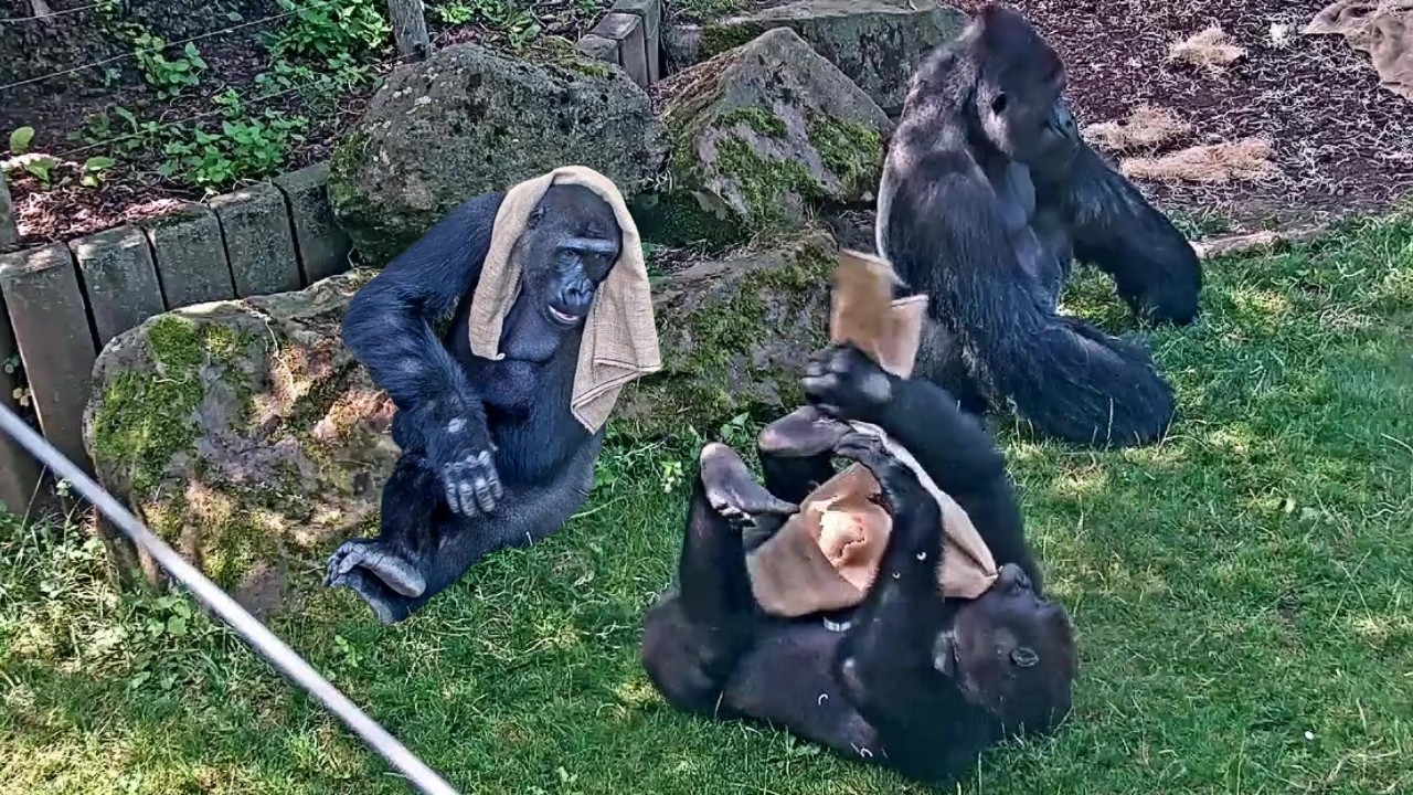 Gorilla Enrichment: Nuru, Kiburi, and Richard's Jute Bag Adventure