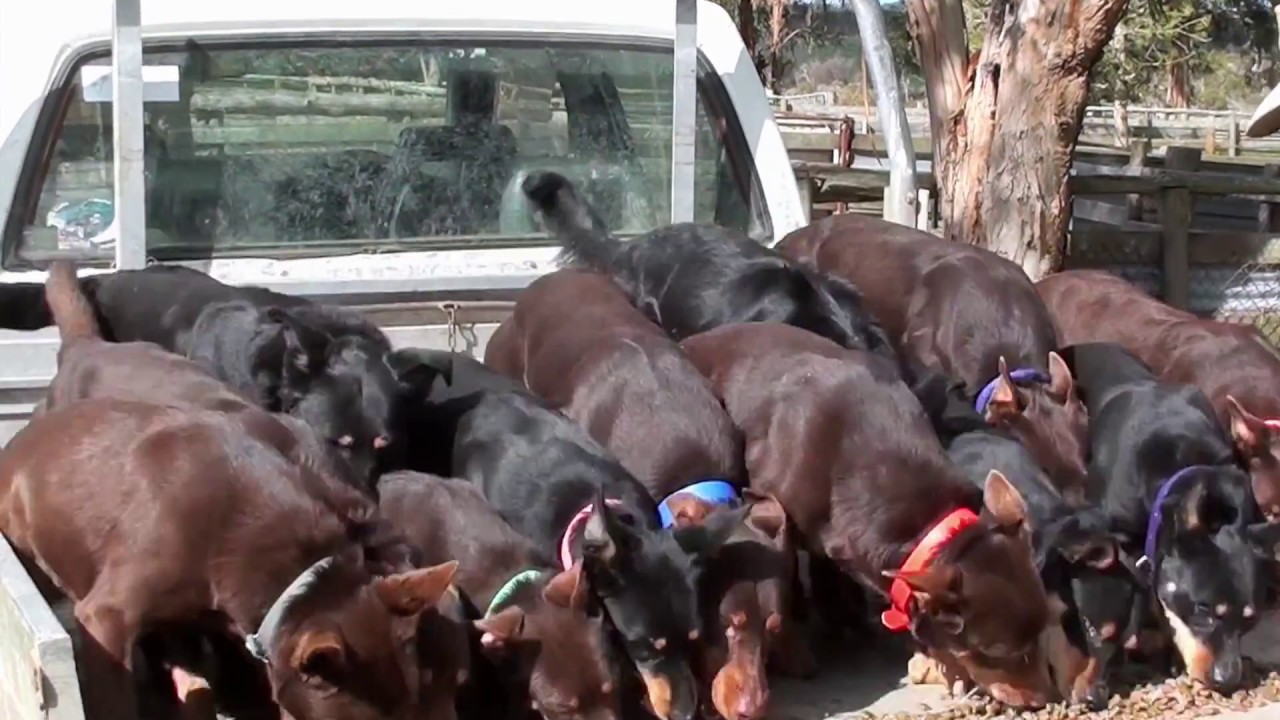 Fun Feeding Frenzy at Beloka Kelpies