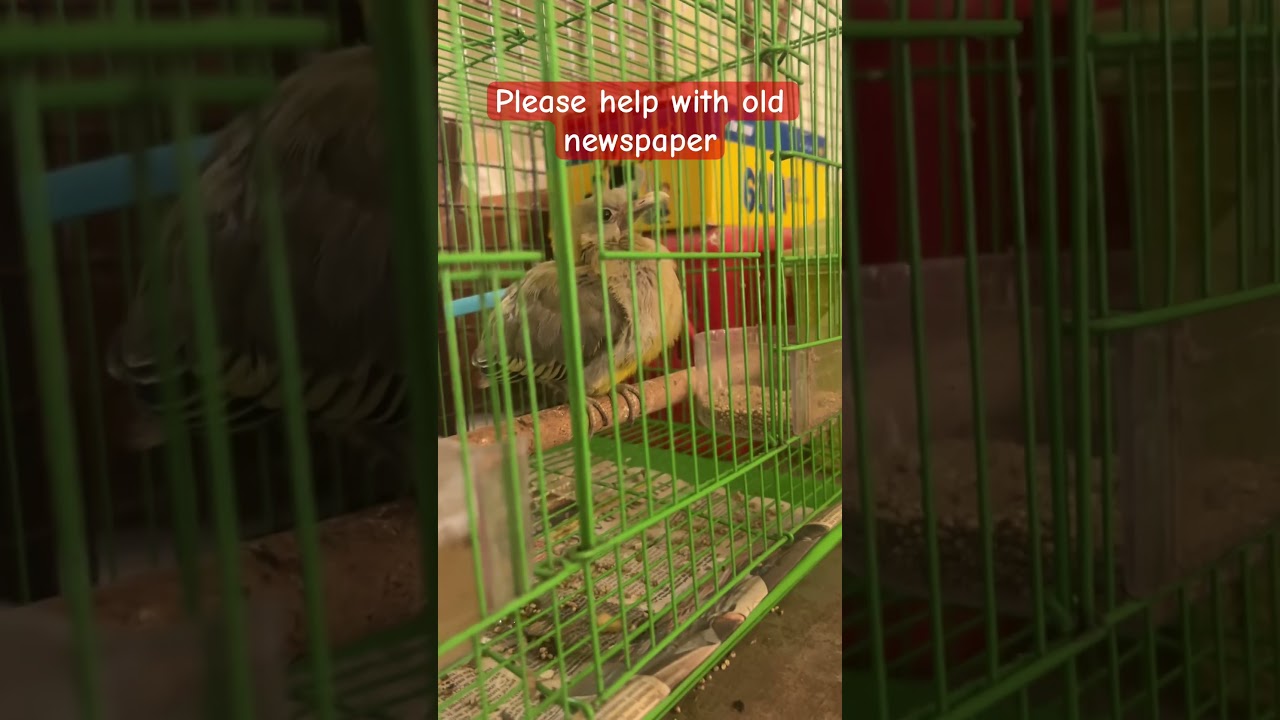 Donate newspapers at paras bird hospital Najafgarh 