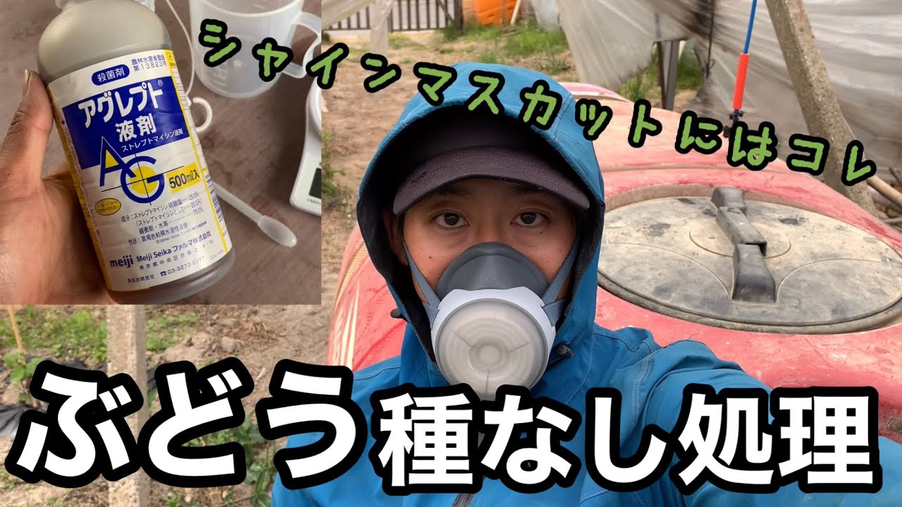 ぶどうの種なし処理(アグレプト液剤) 林ぶどう園2021-5-3