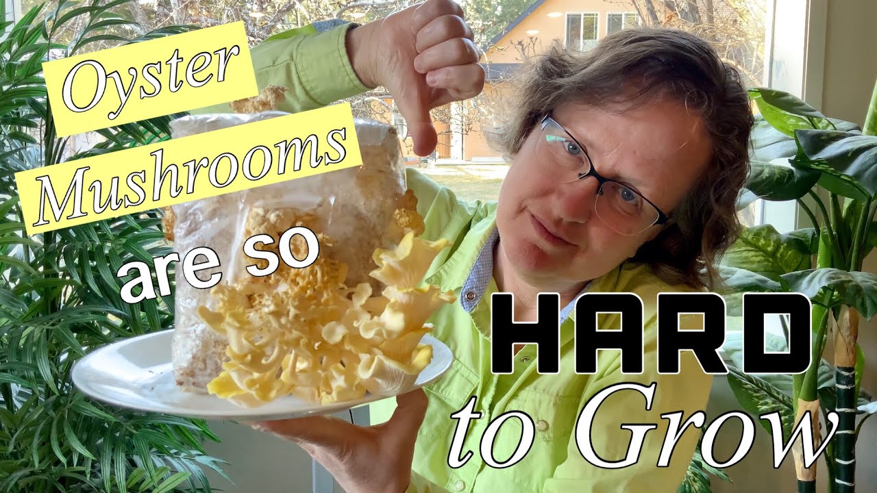 Growing Yellow Oyster Mushrooms for the First Time -- a Disheartening Experience