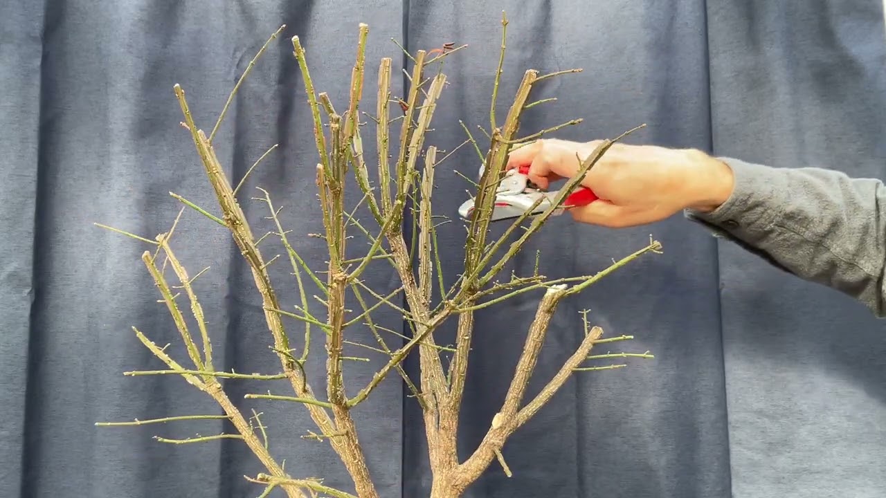 Structural decisions on my Burning Bush.  4-Dec-2023