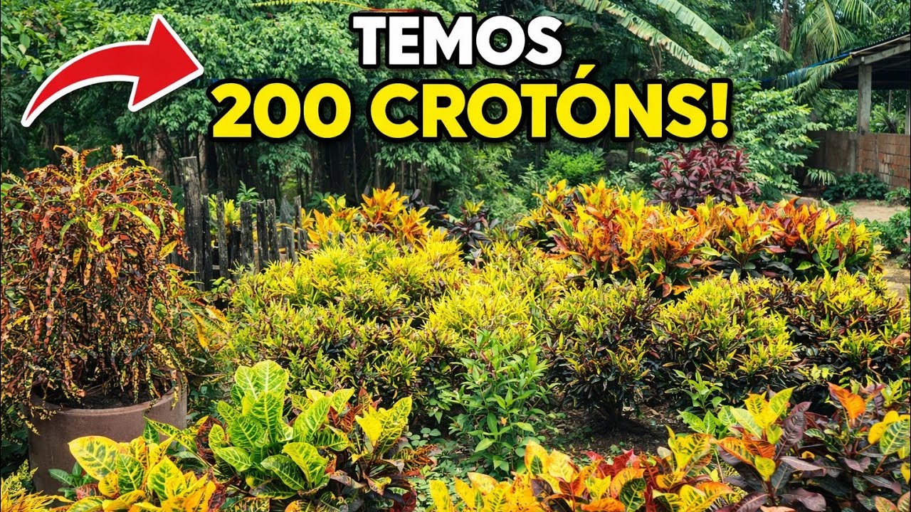 plantas  CRÓTONS belíssimas, tour completo mais de 200 crótons no quintal 🌿