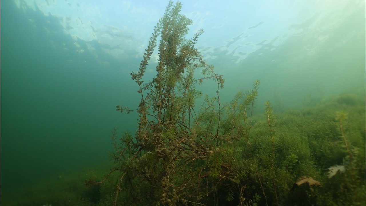 4 Wracks im Starnberger See