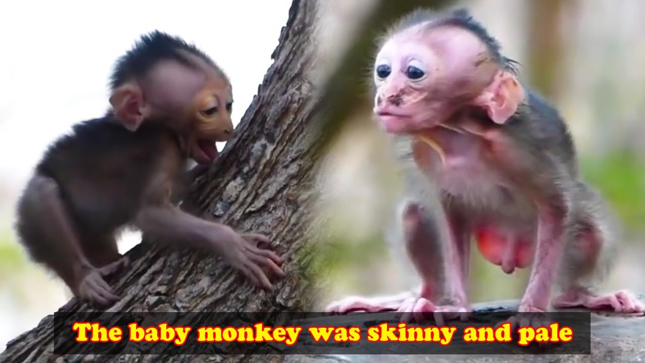 Monkey Chaplin looked very skinny because his mother monkey was gluttonous and couldn't eat anything