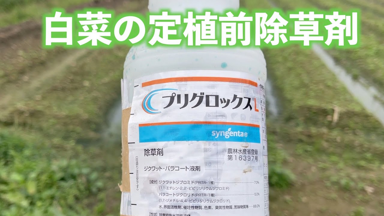 白菜植え付け前の除草剤散布21/9/16#1307