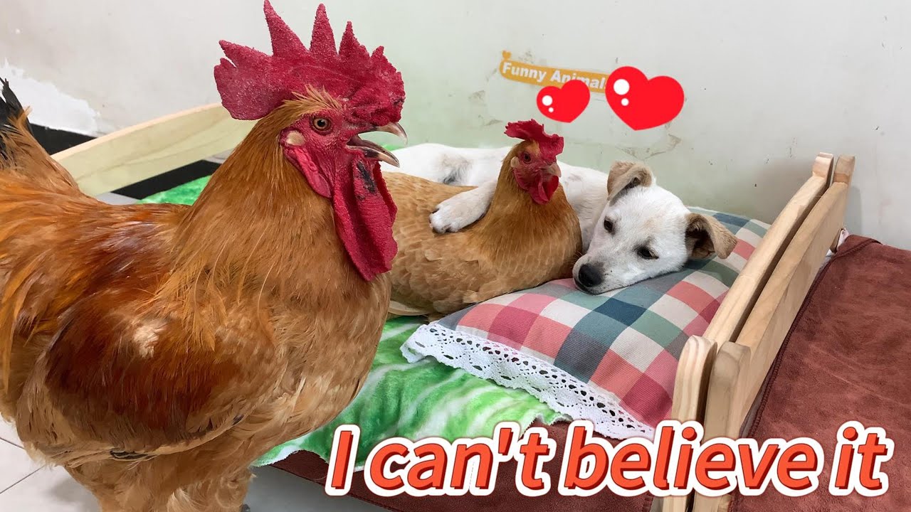 The rooster caught the puppy having an affair with the hen, and the puppy was wrongly accused. Funny