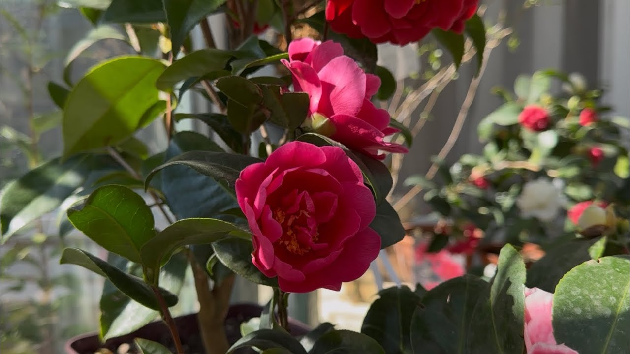 Закоханість❤️❤️❤️у Світ камелій 🌸🌺‼️