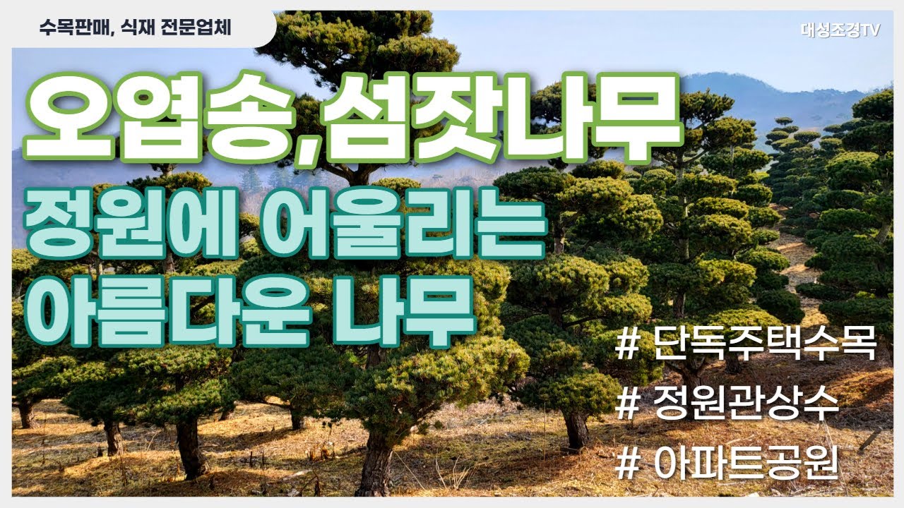 오엽송, 섬잣나무 정원에 어울리는 아름다운 수목 [대성조경TV]