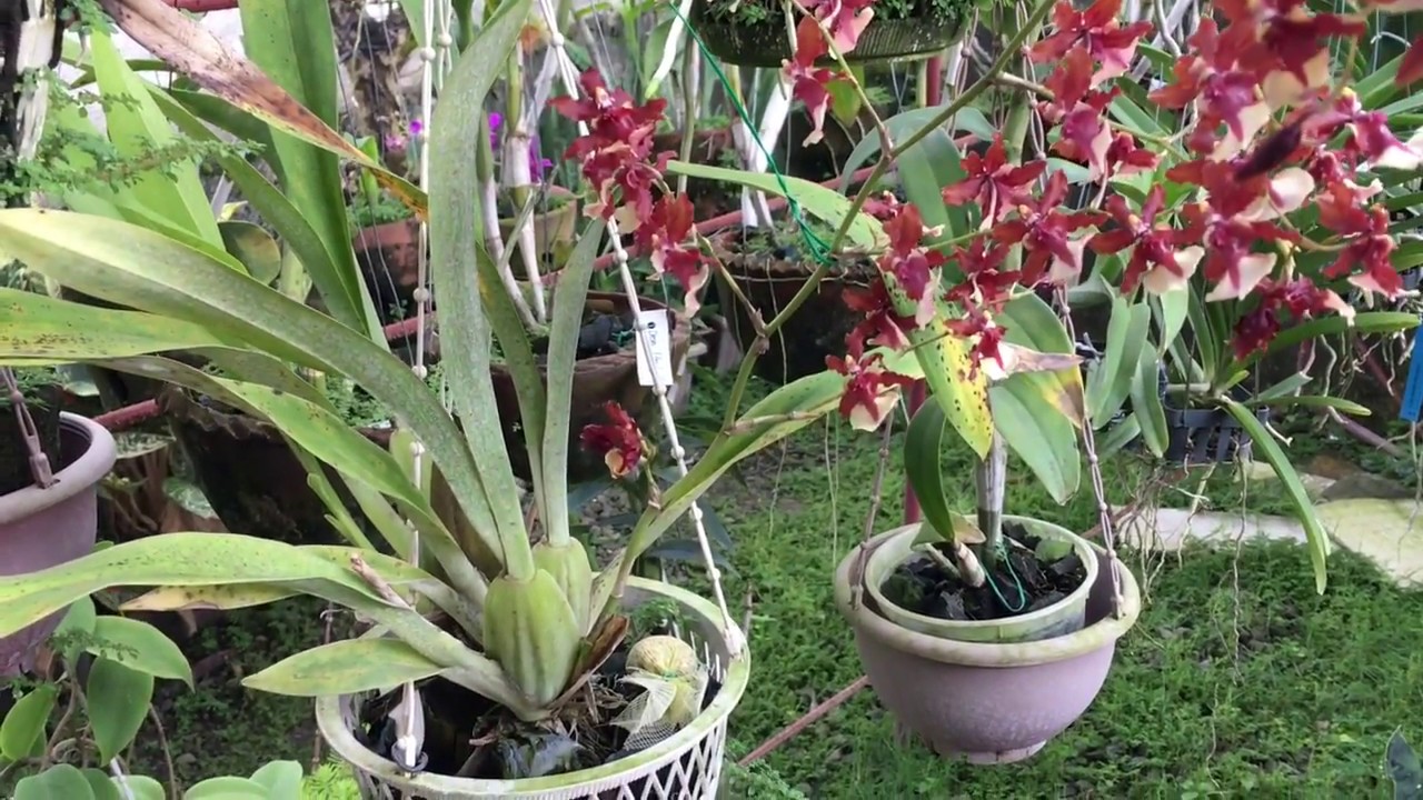 My Orchids Story #2: Orchids in Bloom