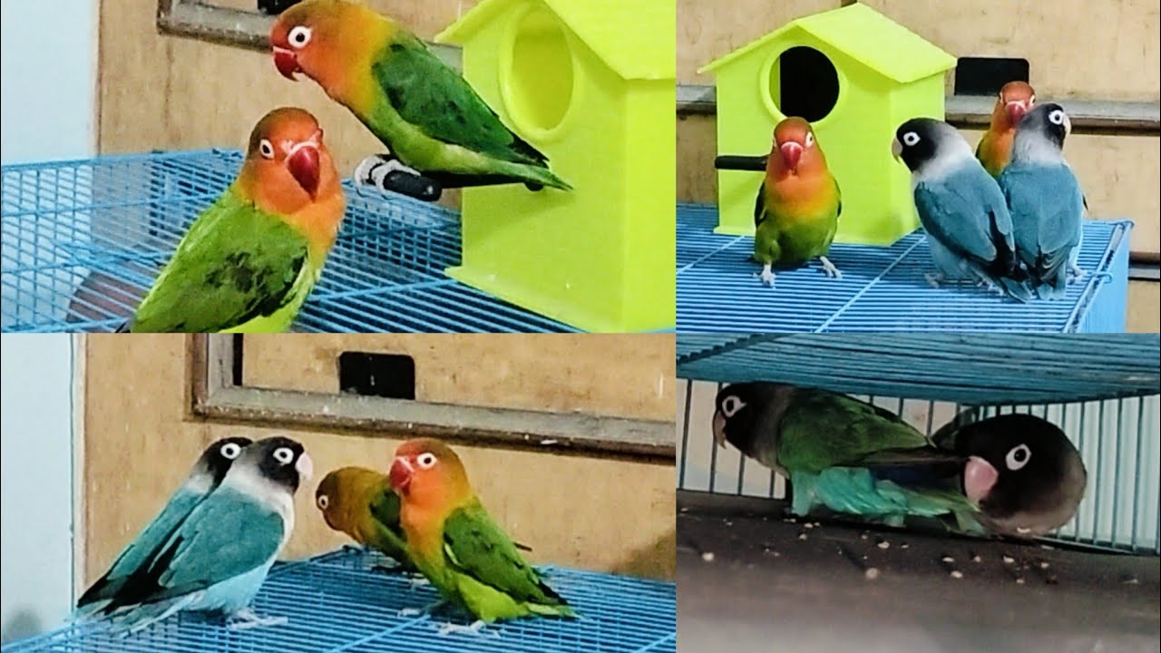 Some times with the Love ❤️ Birds 🐦 .#wonder birds nature