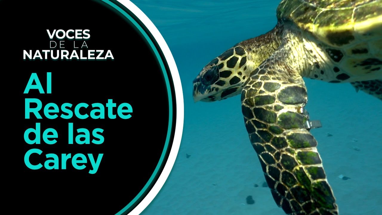 Voces de la Naturaleza - Al Rescate de las Carey | TVN Panamá