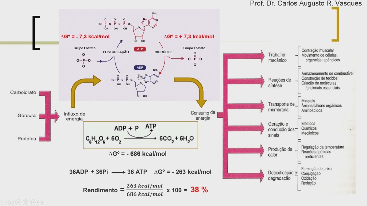 Metabolismo energético - Parte 1: Adenosina Trifosfato