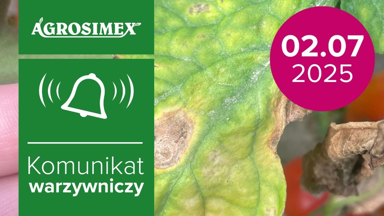 Ochrona pomidora gruntowego przed zarazą i alternariozą | Komunikat Warzywniczy